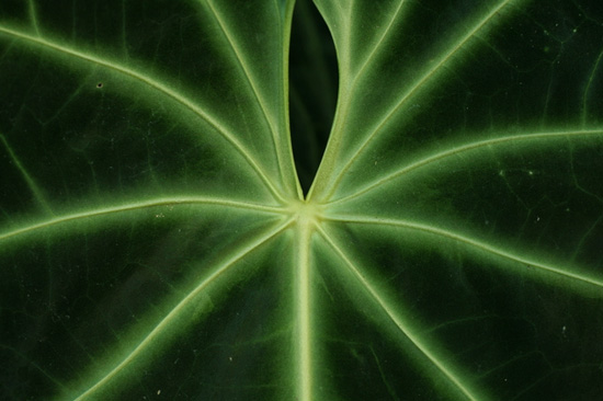 web_morguefile2